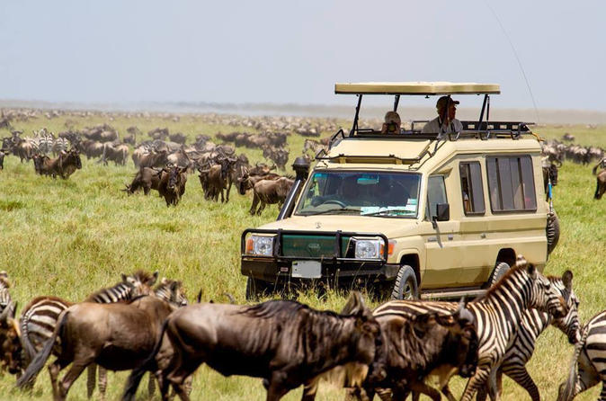 Serengeti Wildlife