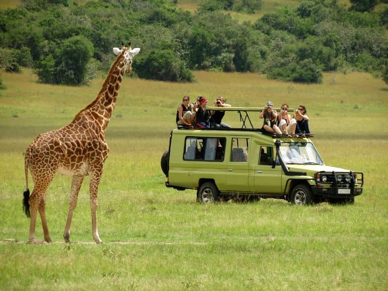 Serengeti Safari