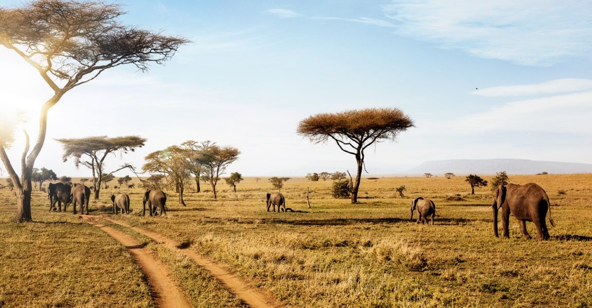 Lake Manyara Flamingos