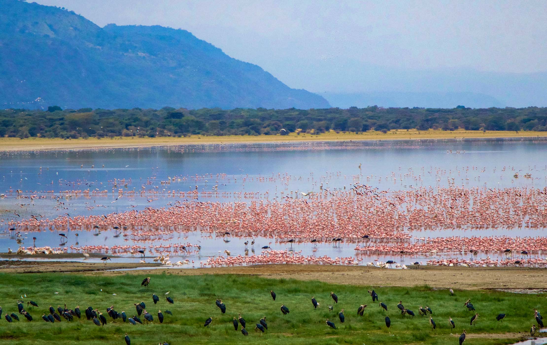 Manyara Wildlife